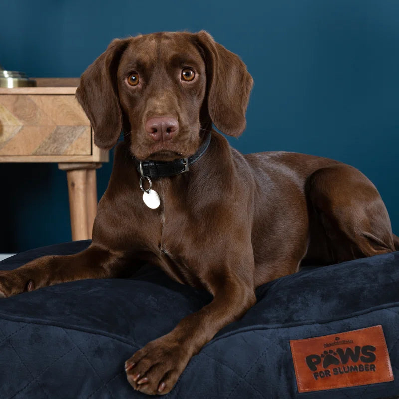 Paws for Slumber Raised Padded Dog Bed – Comfortable, Supportive & Durable Pet Bed for All Breeds