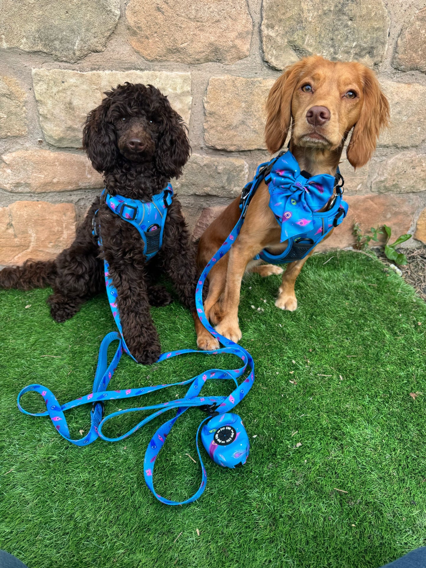 Power Peacock Adjustable & Tactical Dog Collars (XS–XL) – Bold Style for Every Size