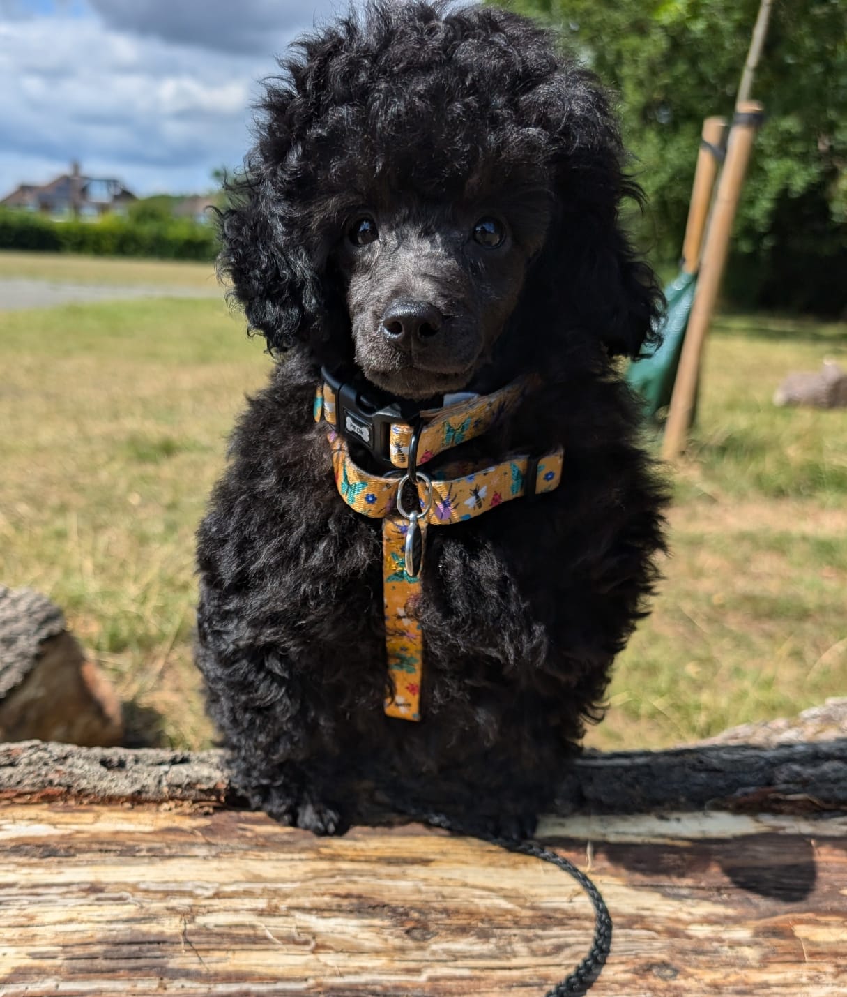 Summer Buzzin’ puppy, chihuahua, kitten, rabbit, teacup strap harness