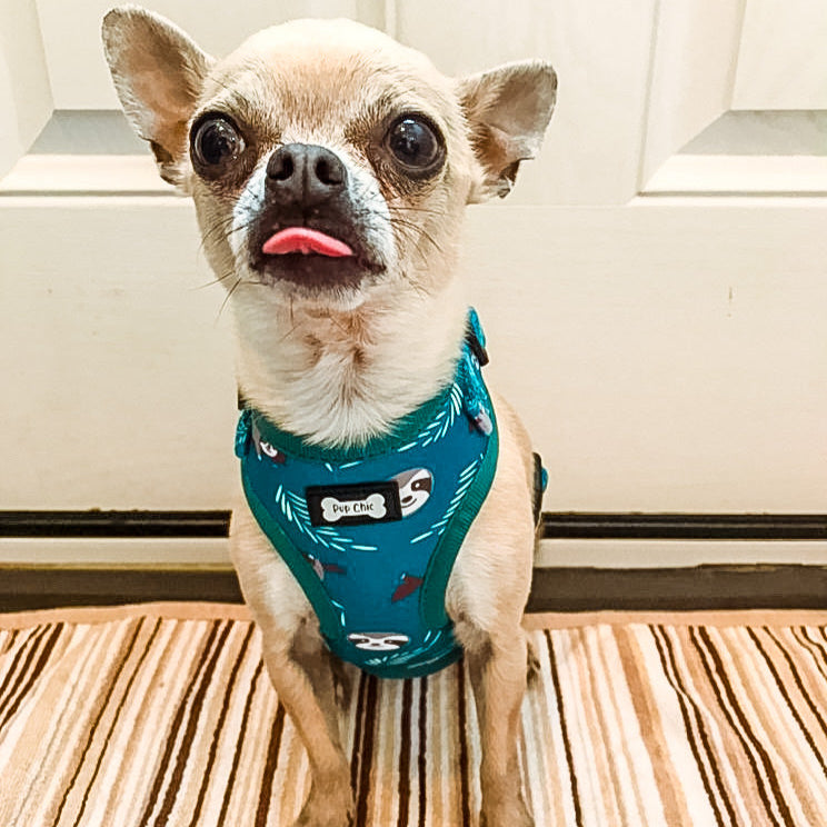 Lazy Sloth Puppy Harness – XXS Size for Tiny Breeds 🦥💚