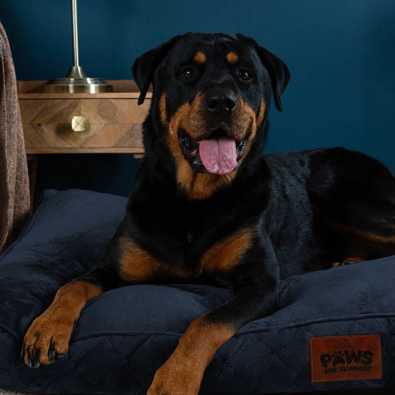 Paws for Slumber Raised Padded Dog Bed – Comfortable, Supportive & Durable Pet Bed for All Breeds